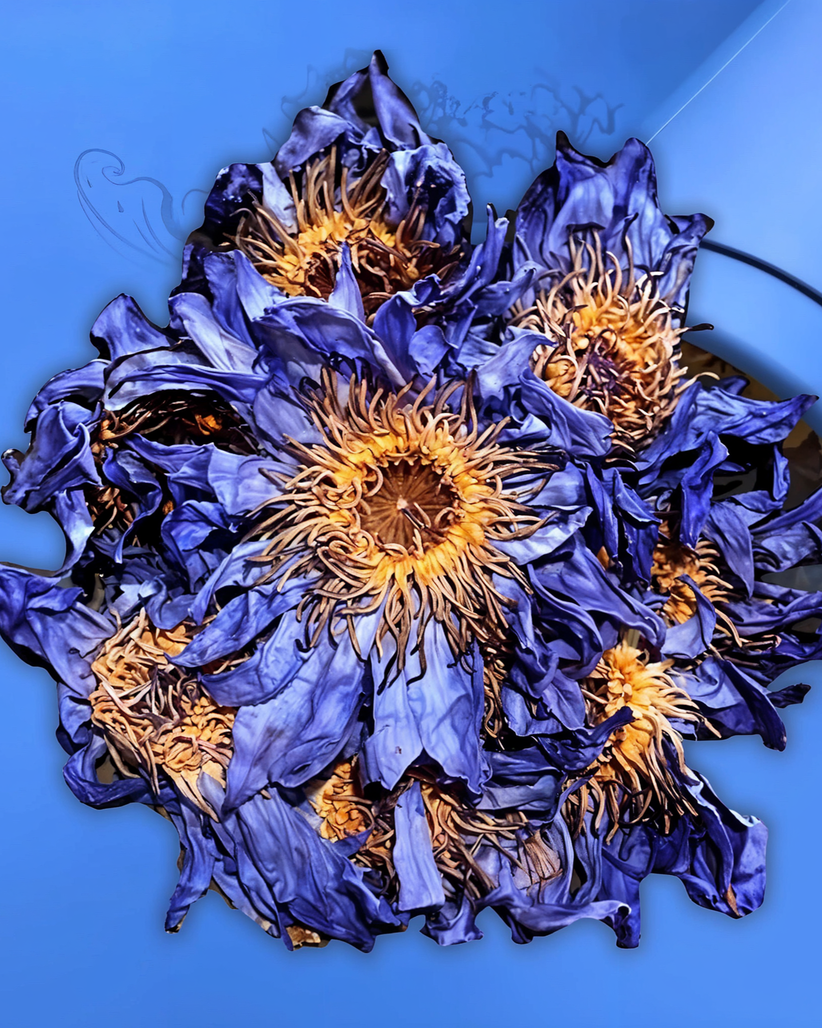 blue lily flower tea Blue Lotus Tea – THE BLUE HOUSE