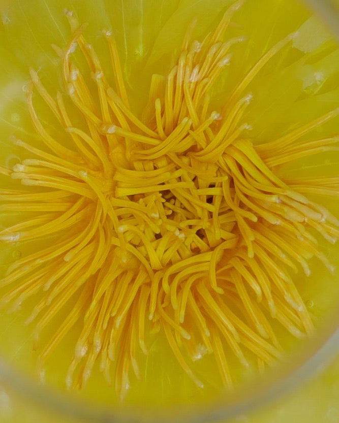 Lotus Ethereal Flower